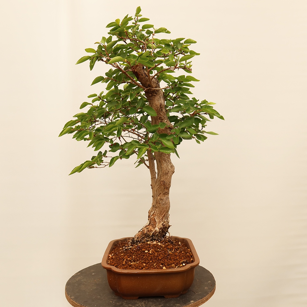 Bonsaï d'extérieur -Carpinus Coreana - Charme de Corée