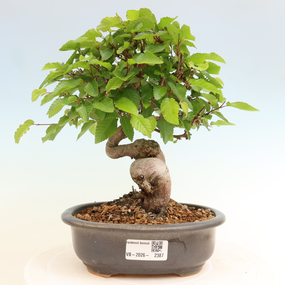 Bonsaï d'extérieur -Carpinus Coreana - Charme de Corée