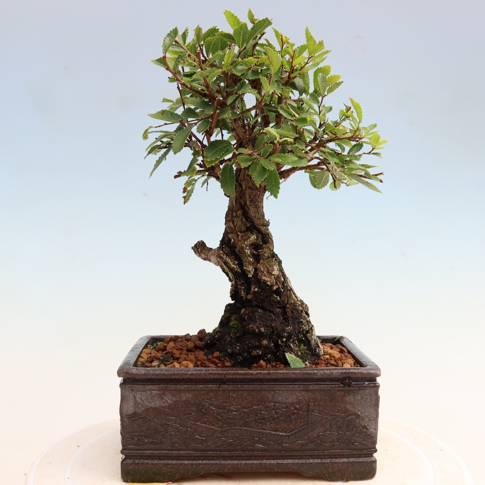 Bonsaï d'extérieur - Zelkova - Zelkova NIRE