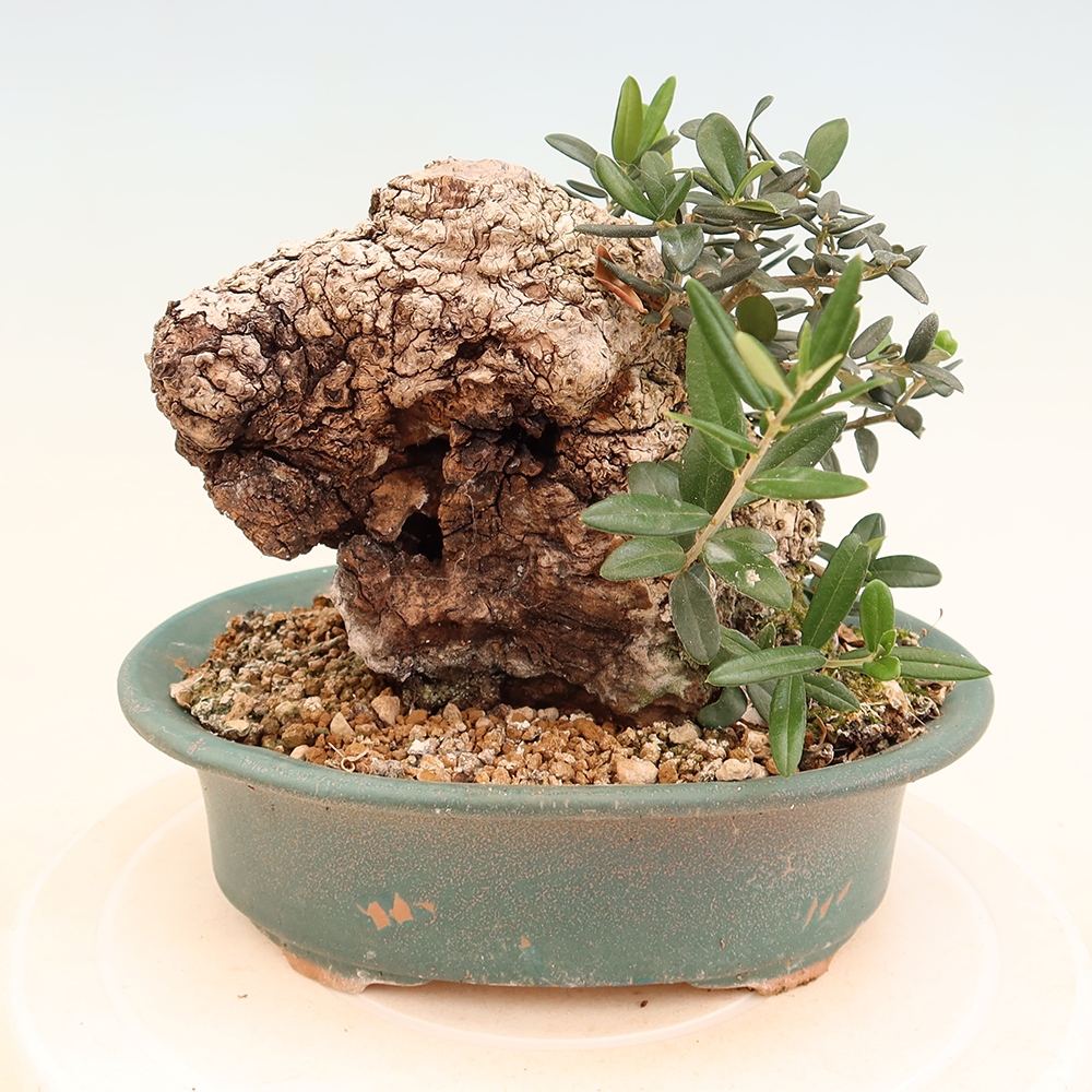 Bonsaï d'intérieur - Olea europaea sylvestris