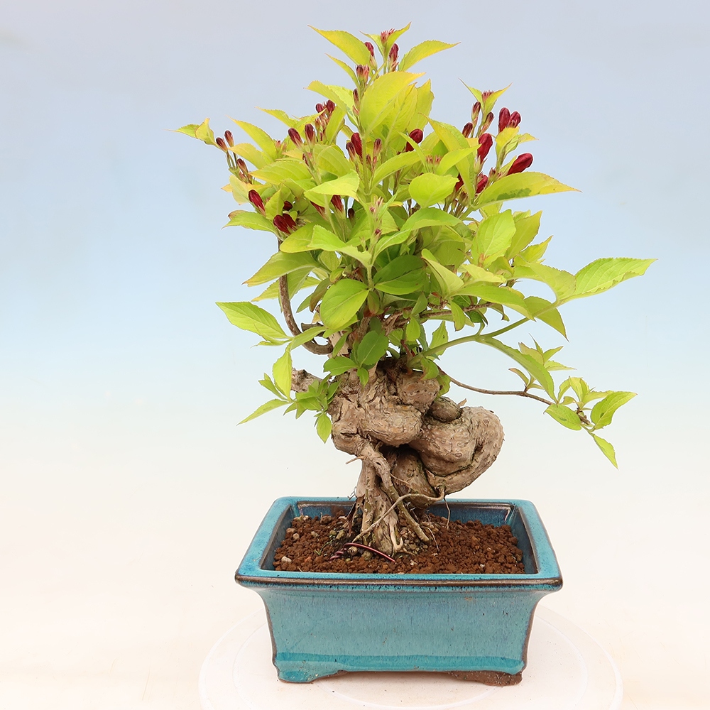 Bonsaï d'extérieur - Weigela subsessilis - Weigela de Corée