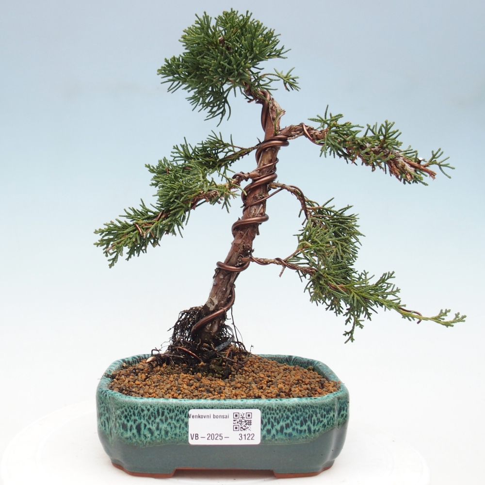 Bonsaï d'extérieur - Juniperus chinensis Kishu