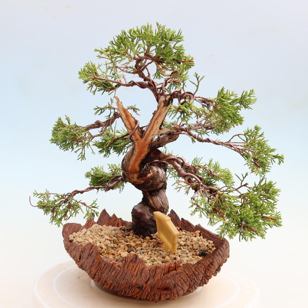 Bonsaï d'extérieur - Juniperus chinensis Itoigawa-Juniperus chinensis