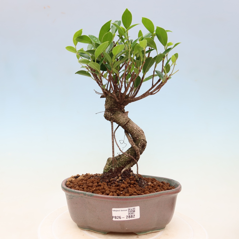 Salle bonsaï - Ficus kimmen - ficus à petites feuilles