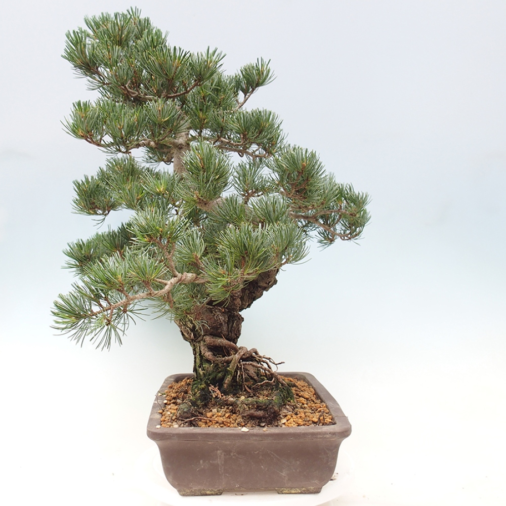 Bonsaï d'extérieur - Pinus parviflora - Pinus parviflora