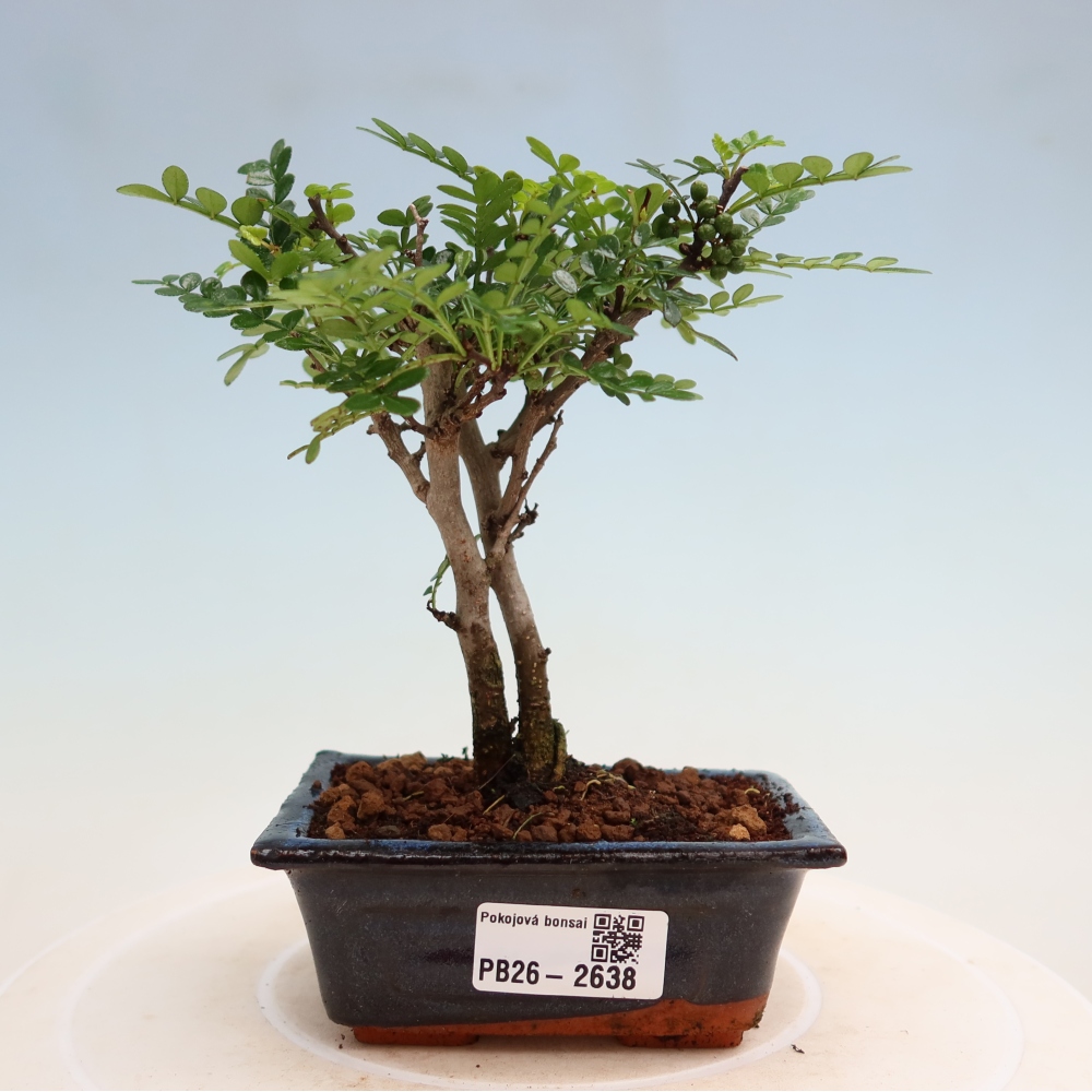 Salle bonsaï - Zantoxylum piperitum - arbre à poivre