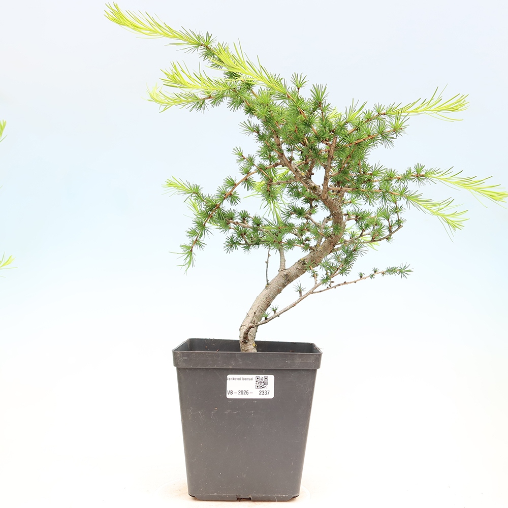 Bonsaï d'extérieur -Larix decidua - Mélèze