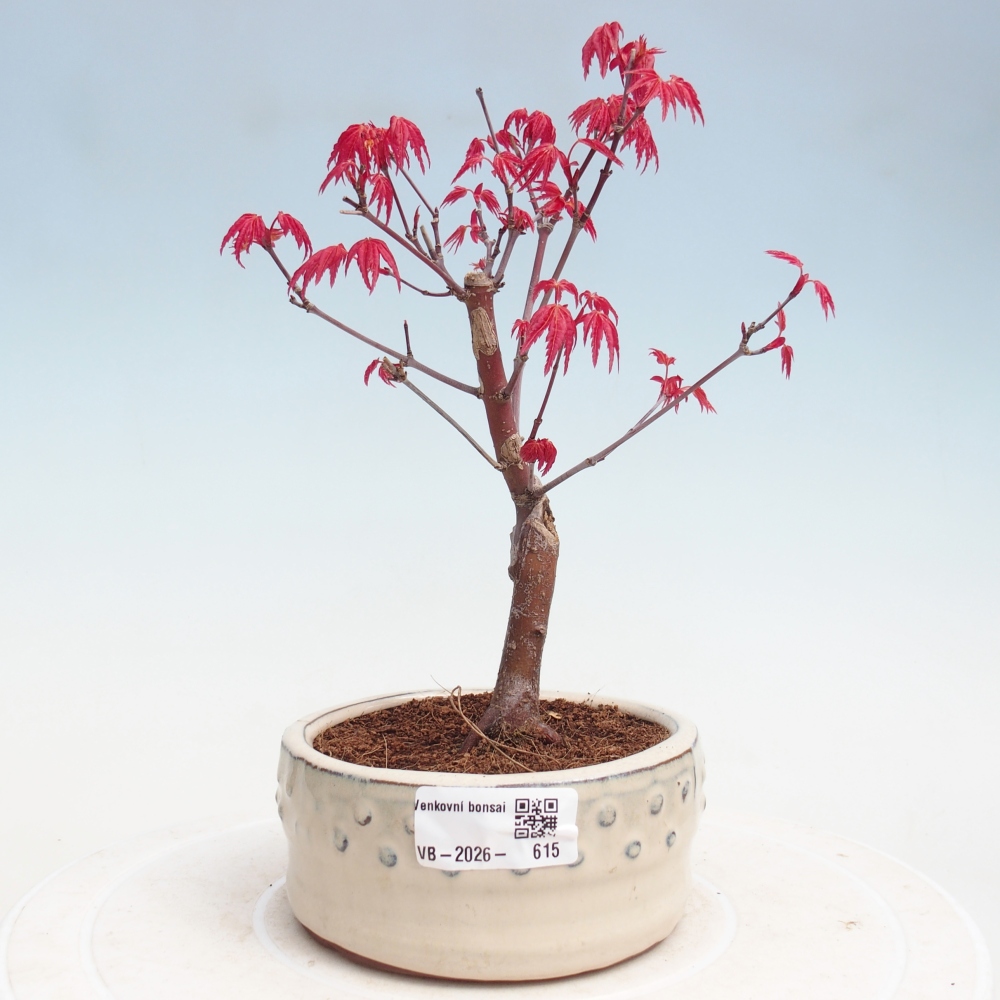 Bonsaï d'extérieur - Acer palmatum DESHOJO