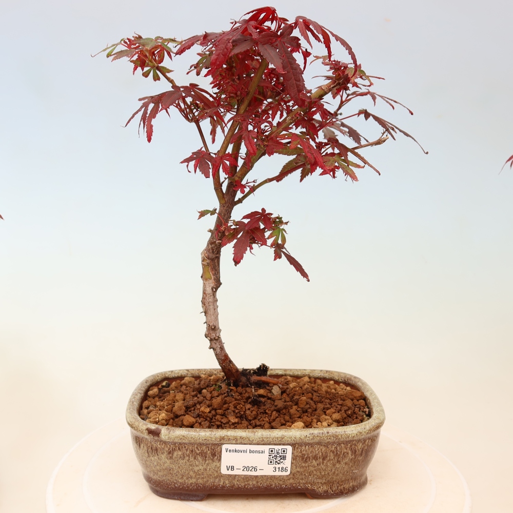 Bonsaï d'extérieur - Érable palmatum  - Acer palmatum Berry Broom 