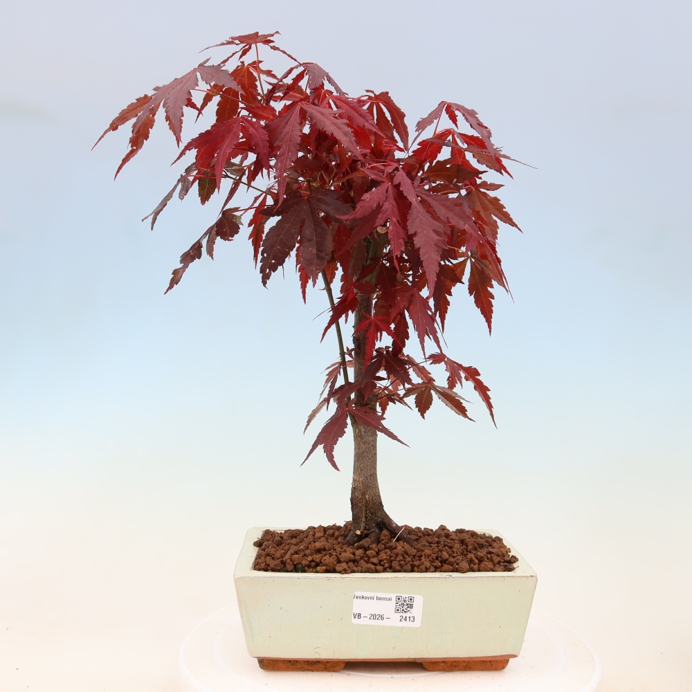 Bonsaï d'extérieur - Acer palm. Atropurpureum-Javor palmate