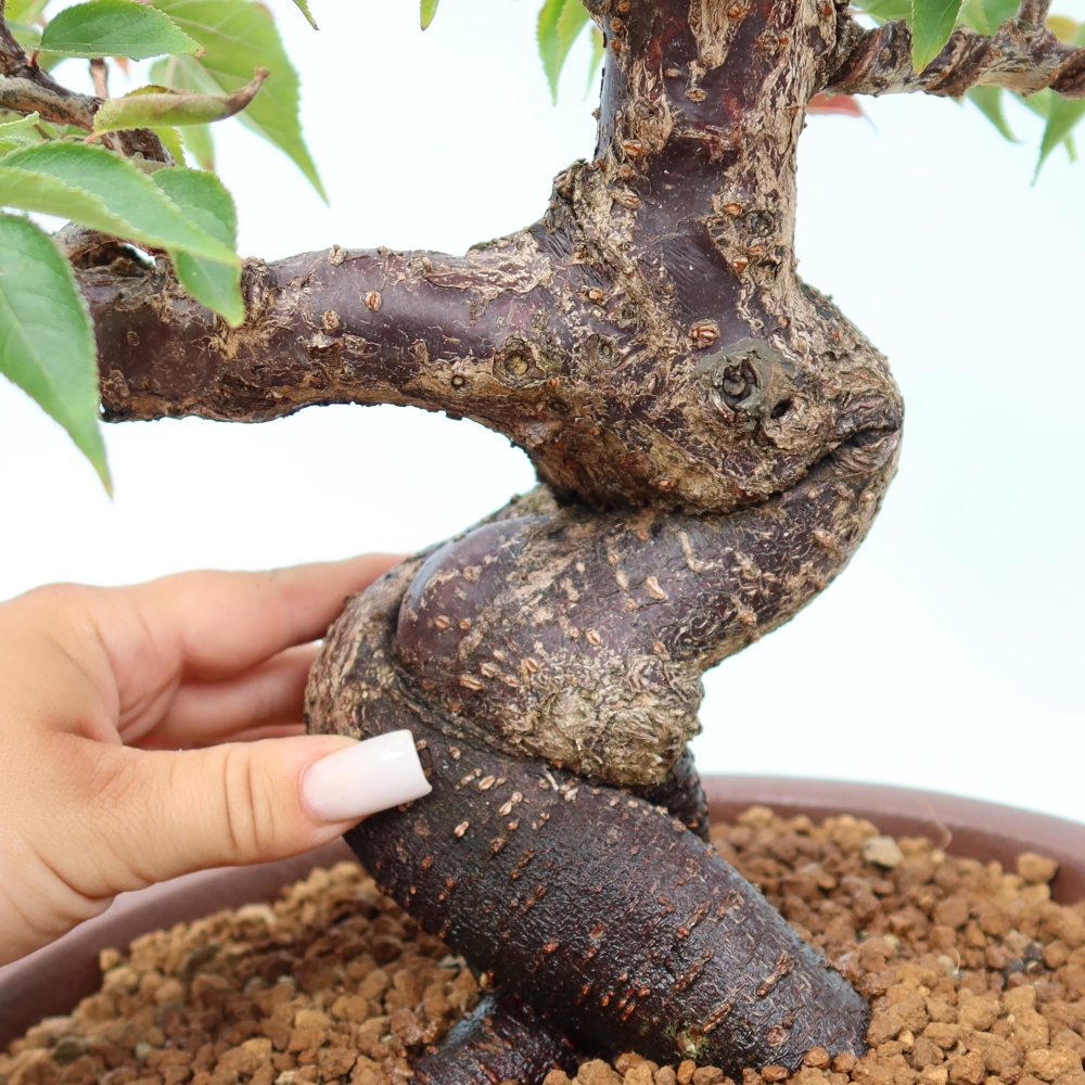Bonsaï d'extérieur - Abricotier japonais - Prunus Mume