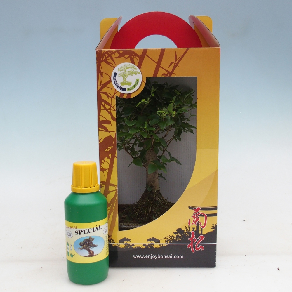 Bonsaï de chambre en boîte cadeau Ligustrum chinensis - Bec d'oiseau