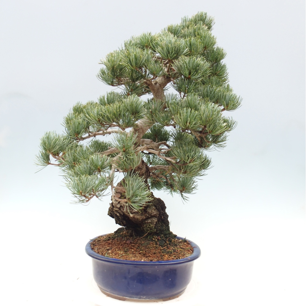 Bonsaï d'extérieur - Pinus parviflora - Pinus parviflora
