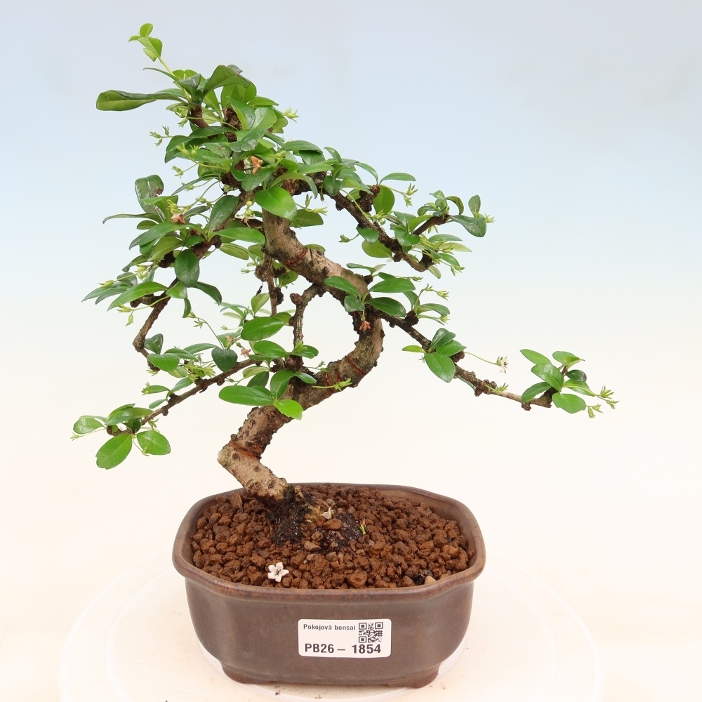 Bonsaï de chambre - Carmona macrophylla - Tea fuki