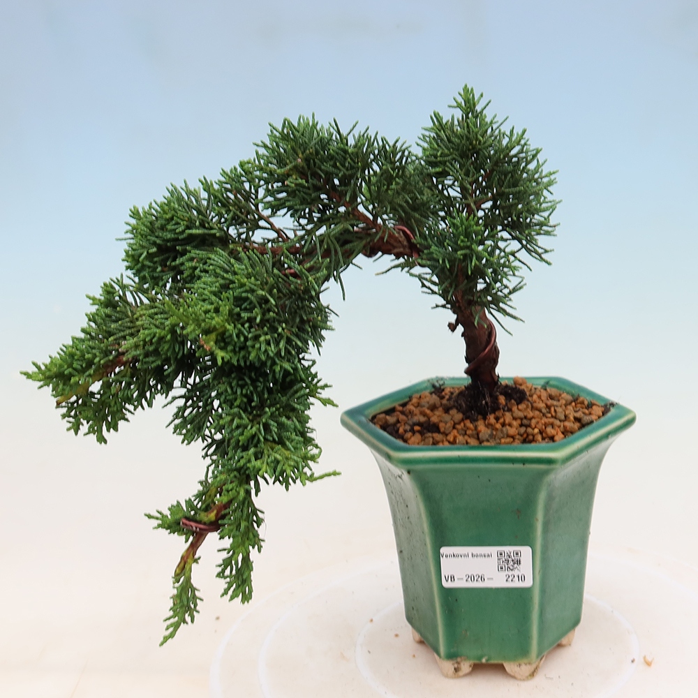 Bonsaï d'extérieur - Juniperus chinensis Kishu