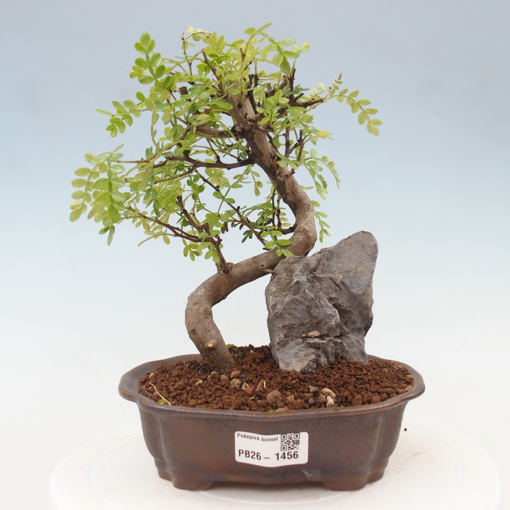 Salle bonsaï - Zantoxylum piperitum - arbre à poivre