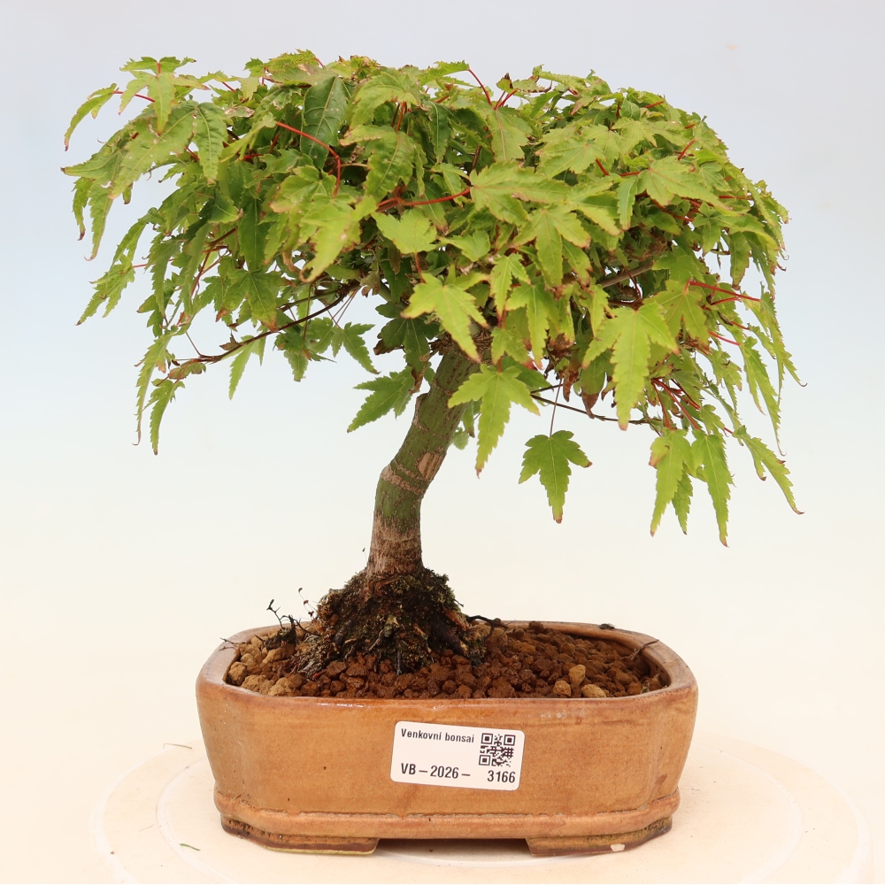 Acer palmatum KIOHIME - Érable palmé