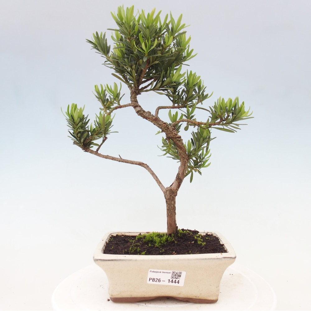 Salle bonsaï - Podocarpus - If en pierre