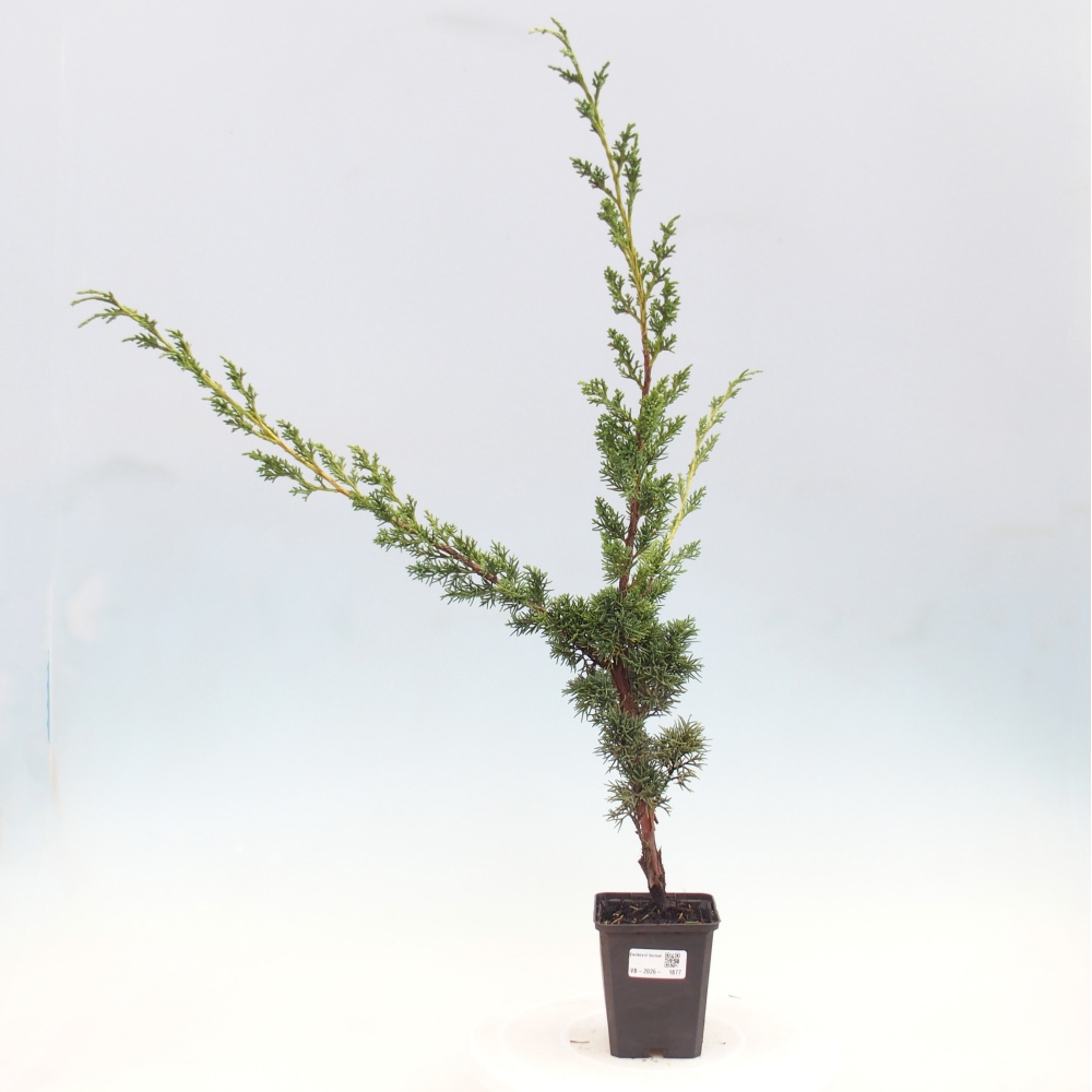 Bonsaï d'extérieur - Juniperus chinensis Kishu