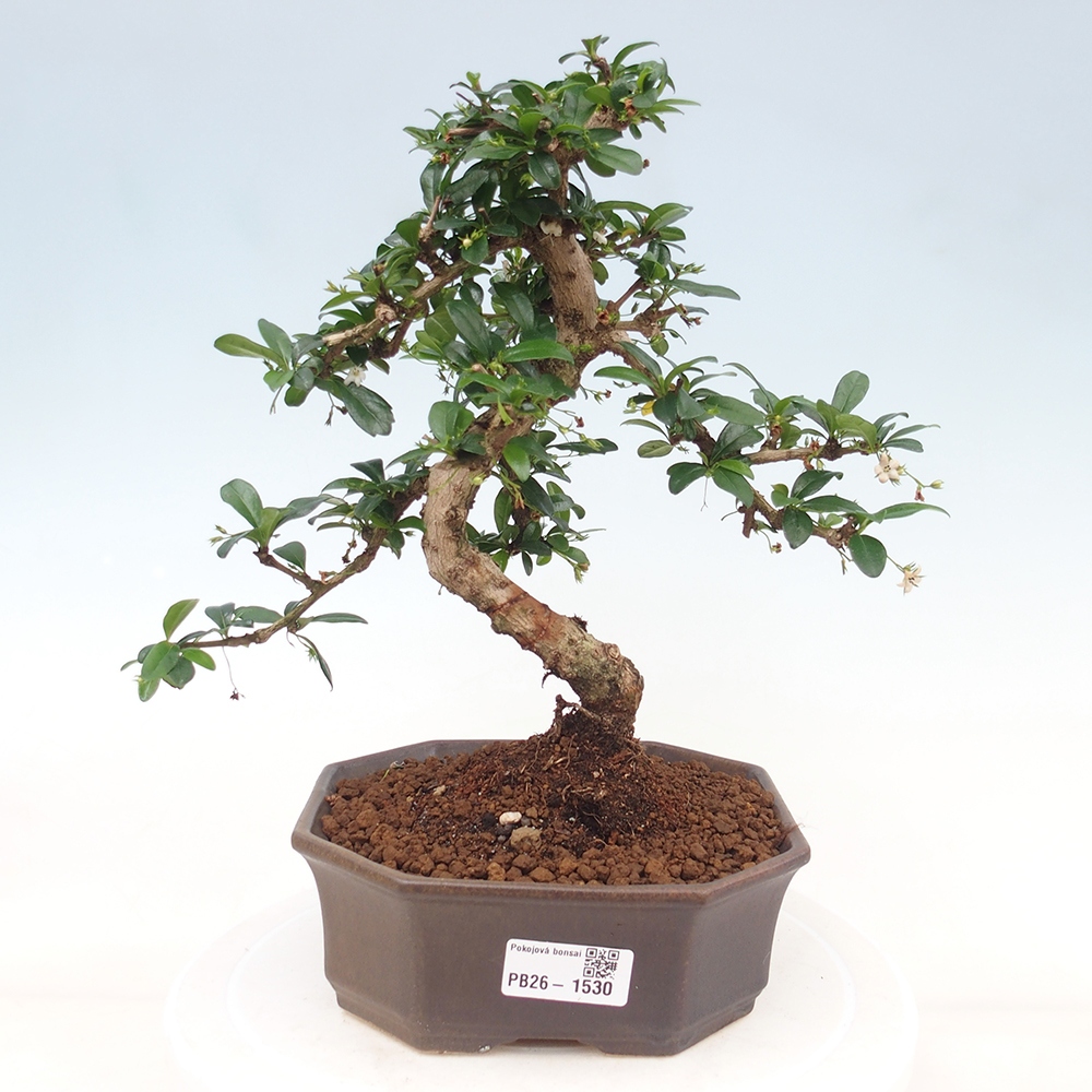 Bonsaï de chambre - Carmona macrophylla - Tea fuki
