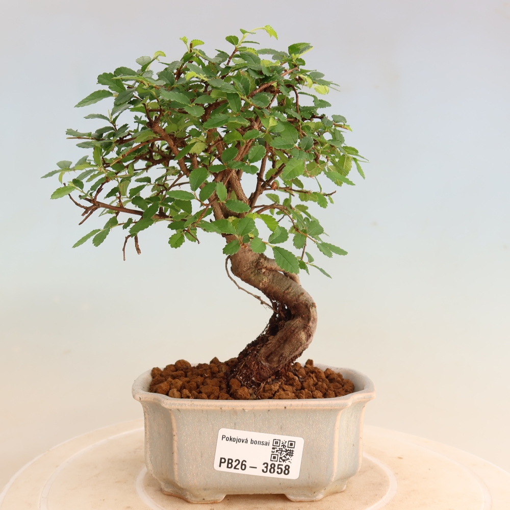 Bonsaï de chambre - Ulmus parvifolia - Orme à petites feuilles
