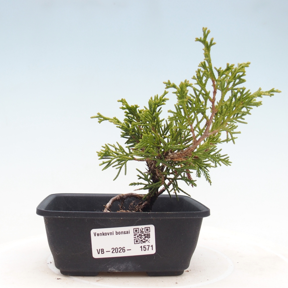 Bonsaï d'extérieur - Juniperus chinensis Itoigawa
