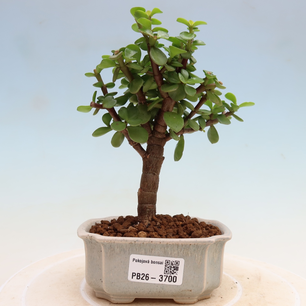 Bonsaï de chambre - Portulakaria Afra - Tlustice