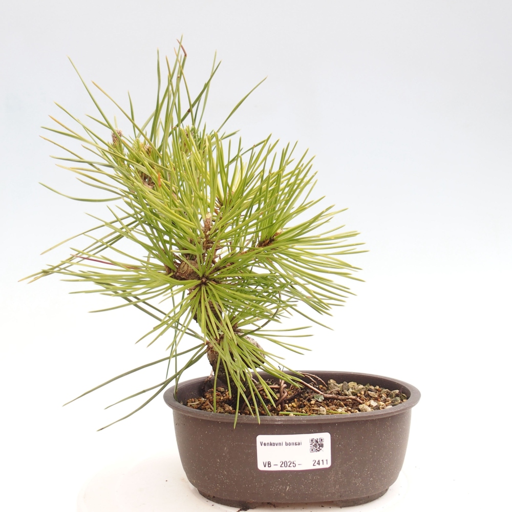 Bonsaï d'extérieur - Pinus thunbergii - Pin de Thunberg