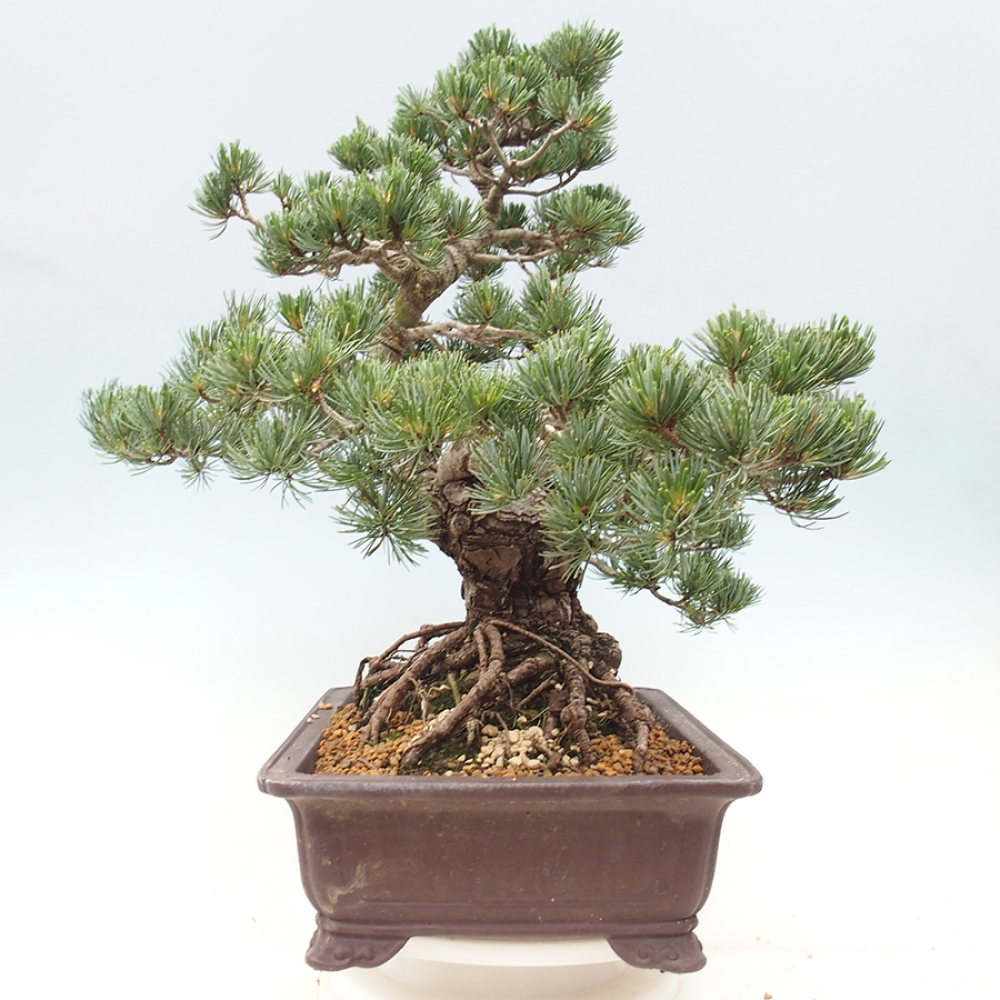 Bonsaï d'extérieur - Pinus parviflora - Pinus parviflora
