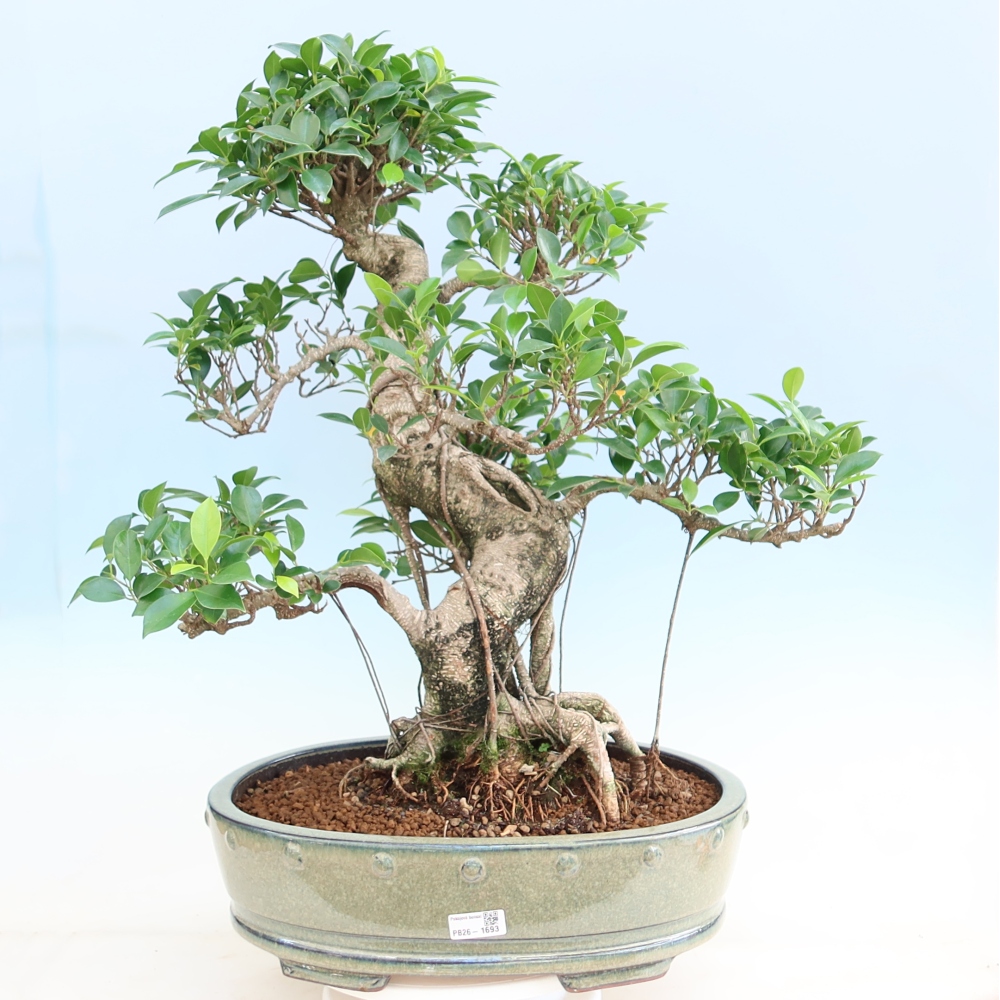 Salle bonsaï - Ficus kimmen - ficus à petites feuilles