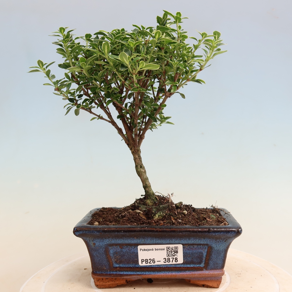 Salle bonsaï - Serissa foetida Variegata - Arbre aux mille étoiles
