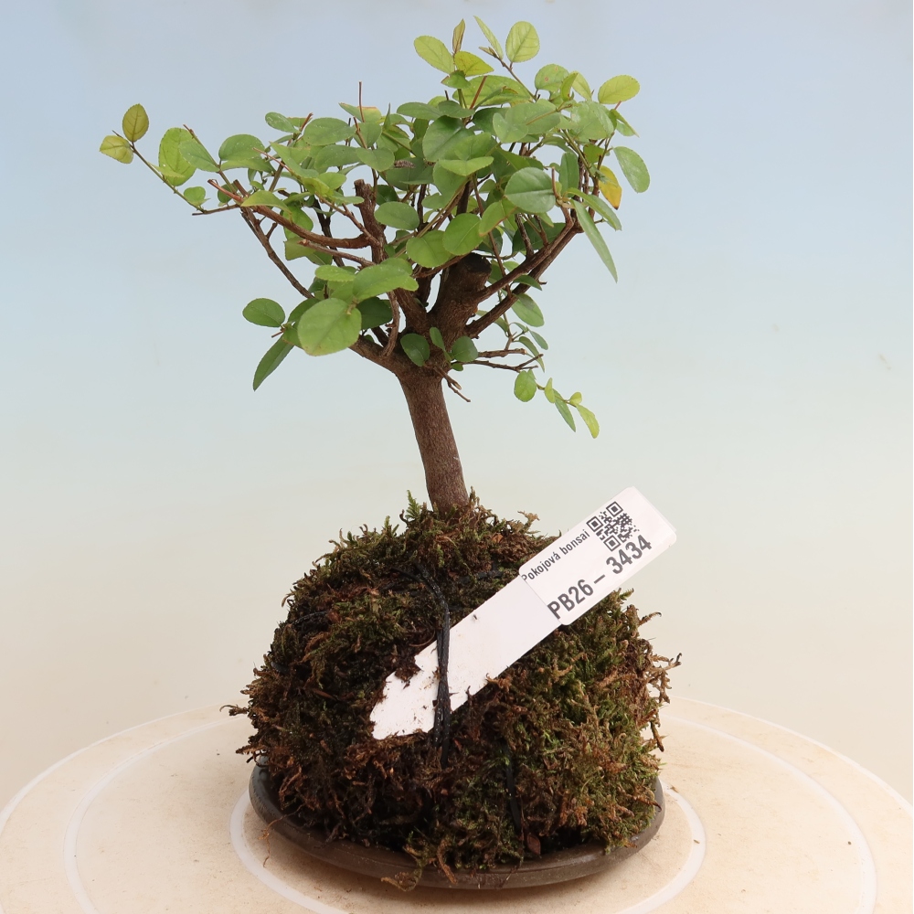 Kokedama avec soucoupe - Sagerécie thea - Sagerécie thea