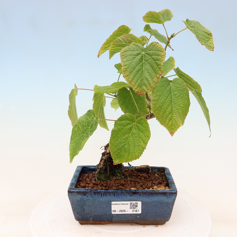 Bonsaï d'extérieur - Tilleul à feuilles cordiformes - Tilia cordata