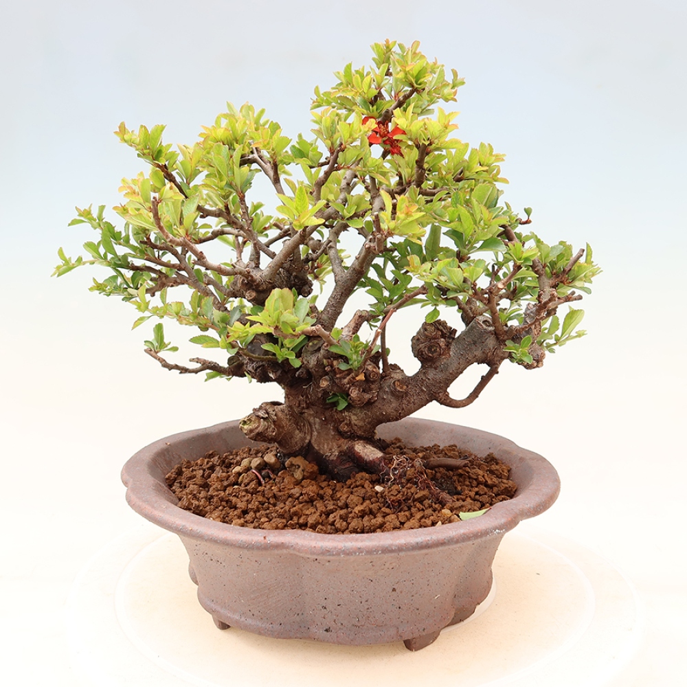 Bonsaï d'extérieur - Chaneomeles speciosa Chojubai