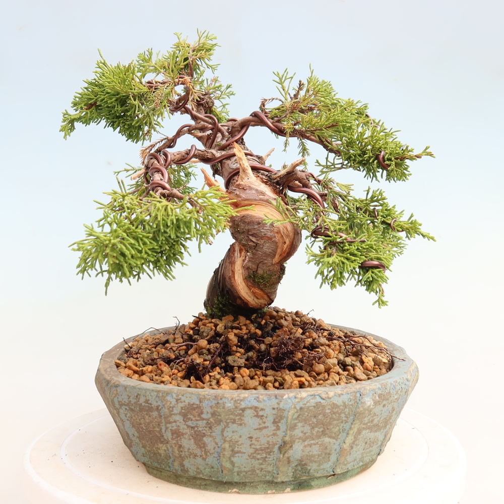 Bonsaï d'extérieur - Juniperus chinensis Itoigawa-Juniperus chinensis