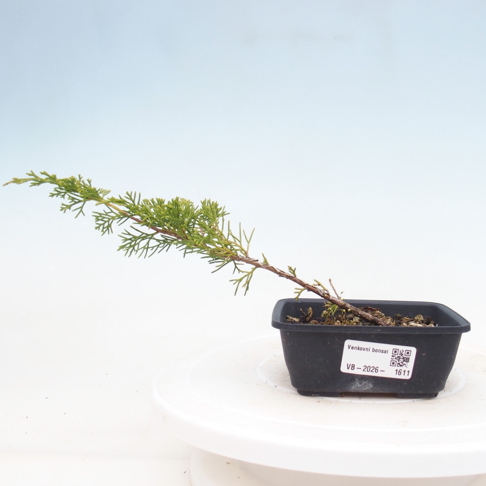 Bonsaï d'extérieur - Juniperus chinensis Itoigawa