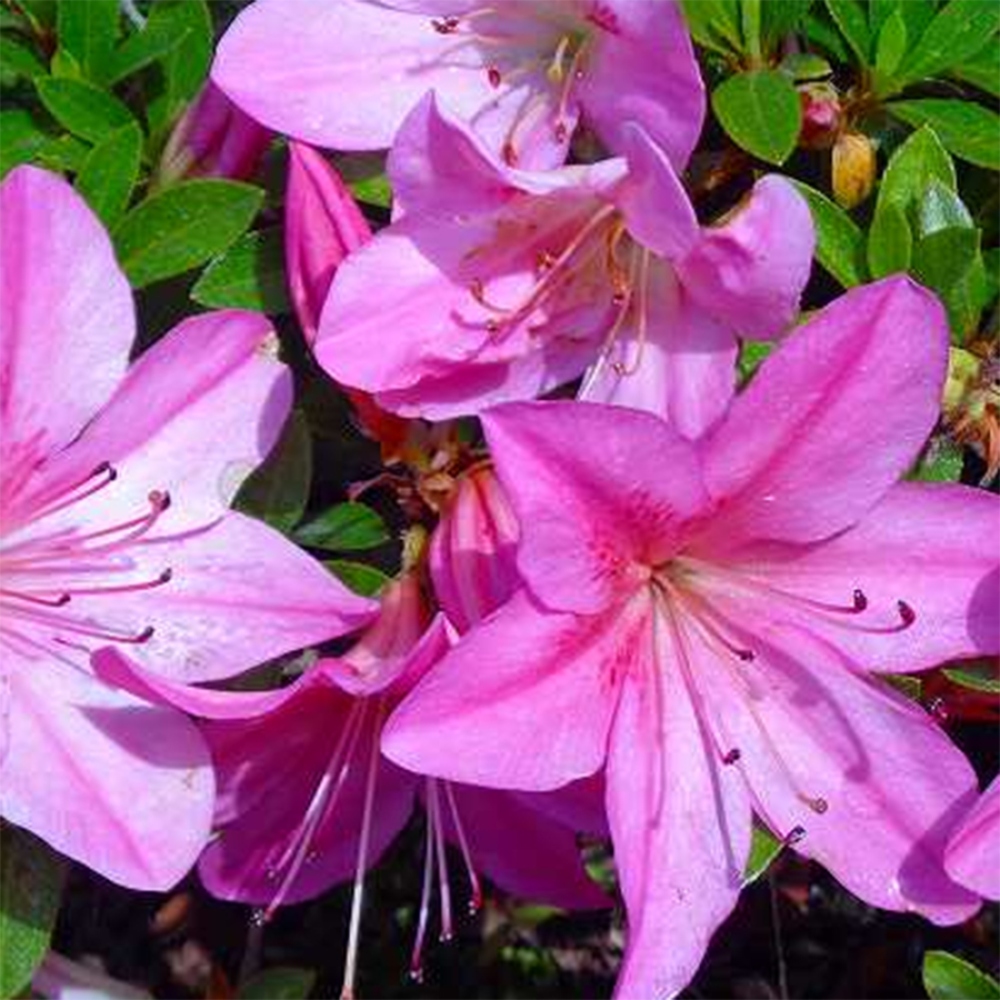 Bonsaï d'extérieur - Azalée japonaise - Azalée Nasuno