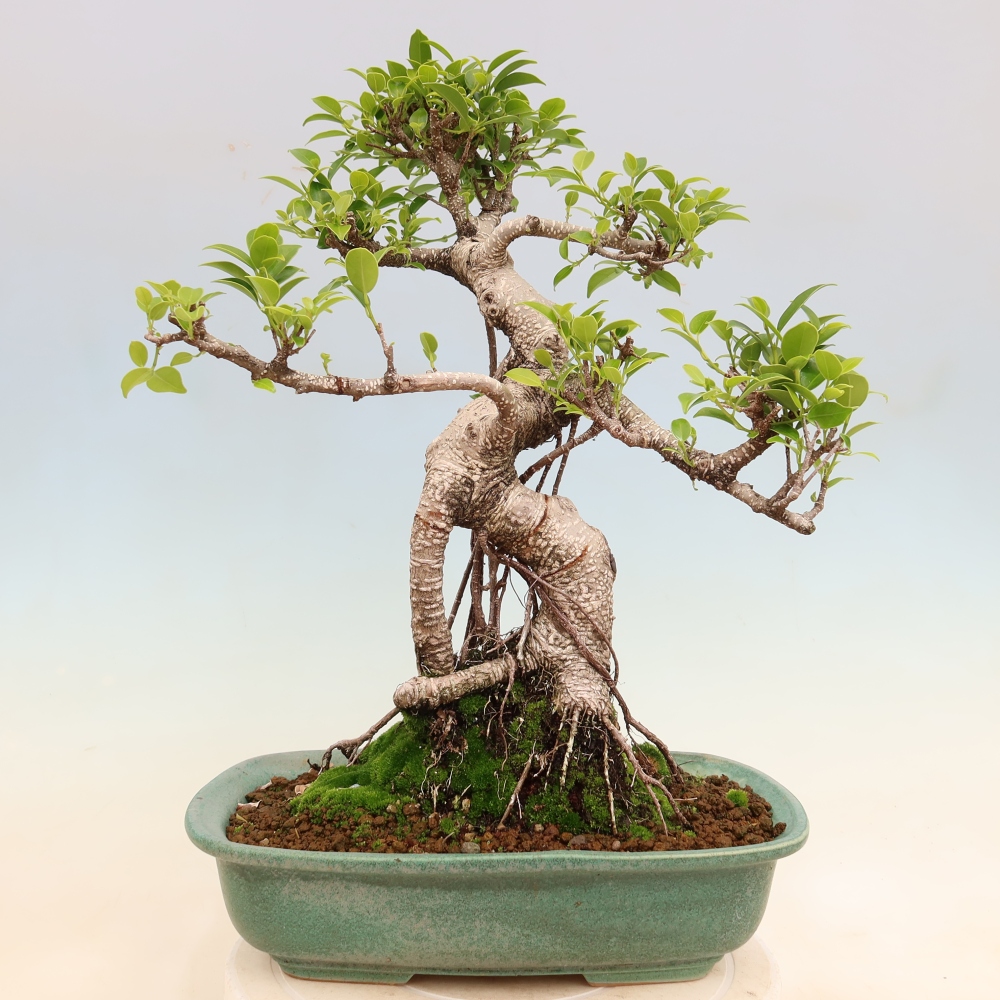 Salle bonsaï - Ficus kimmen - ficus à petites feuilles