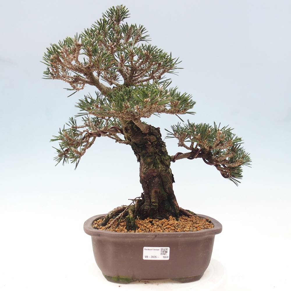Bonsaï d'extérieur - Pinus thunbergii Kotobuki - Pin de Thunberg