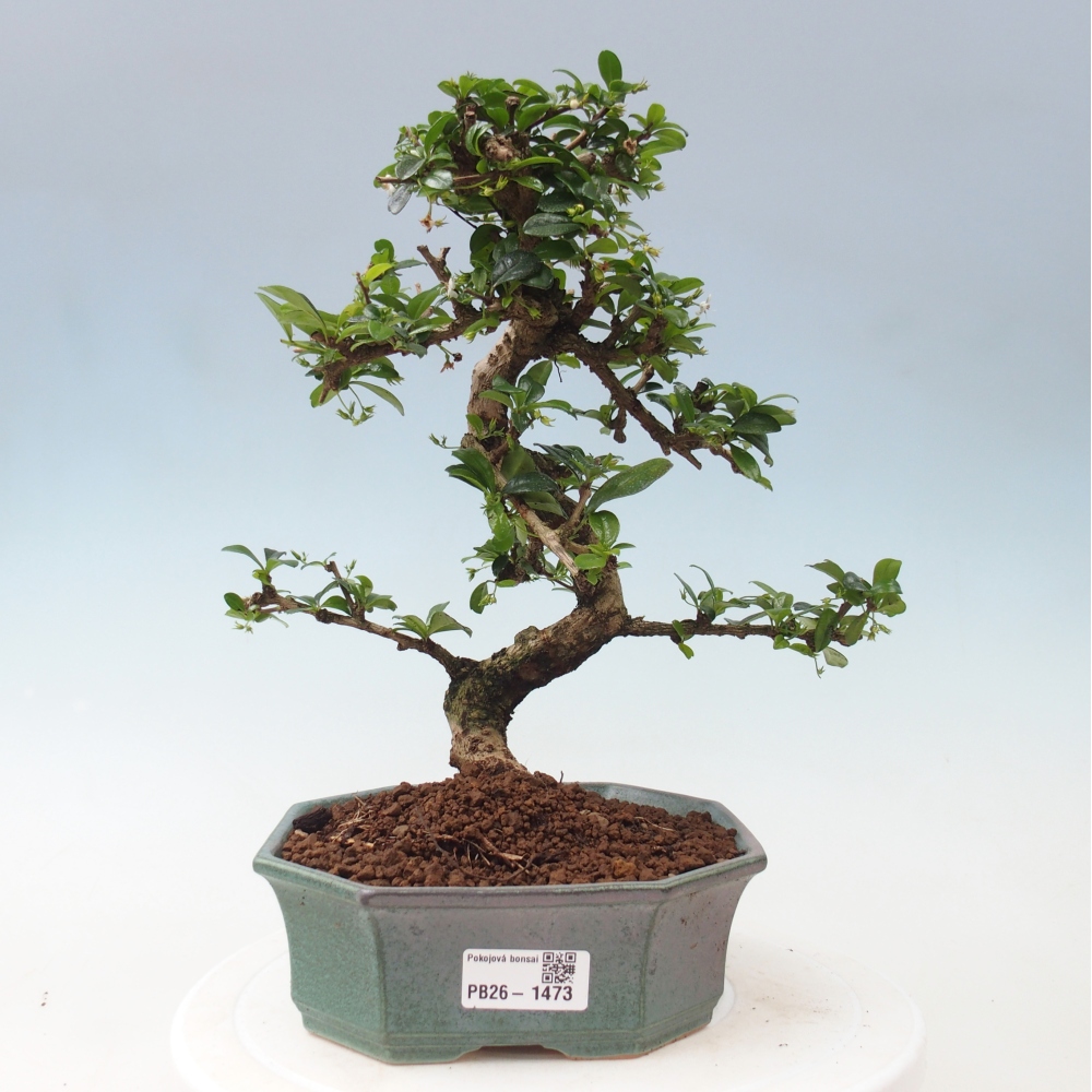 Bonsaï de chambre - Carmona macrophylla - Tea fuki