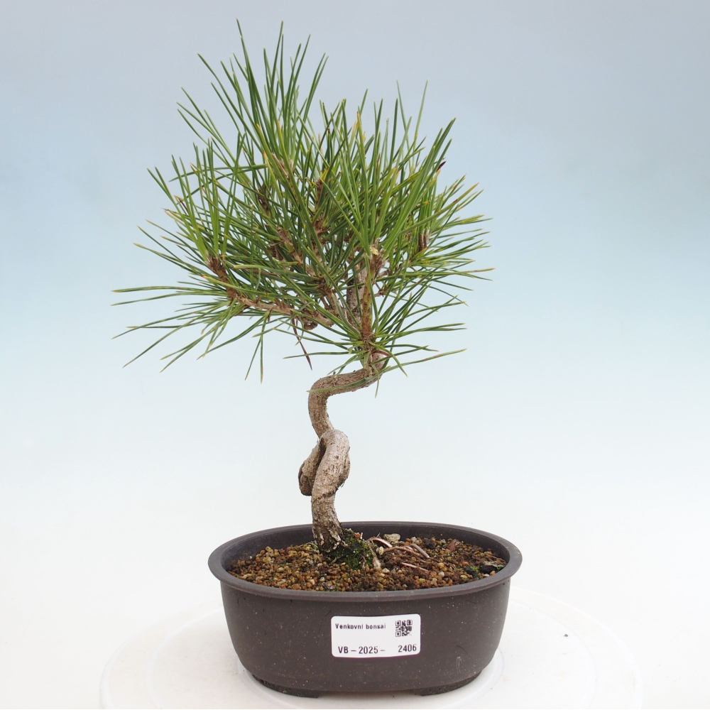 Bonsaï d'extérieur - Pinus thunbergii - Pin de Thunberg