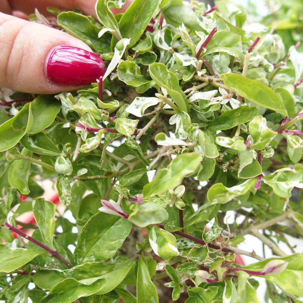Bonsaï d'extérieur - Ligustrum obtusifolium