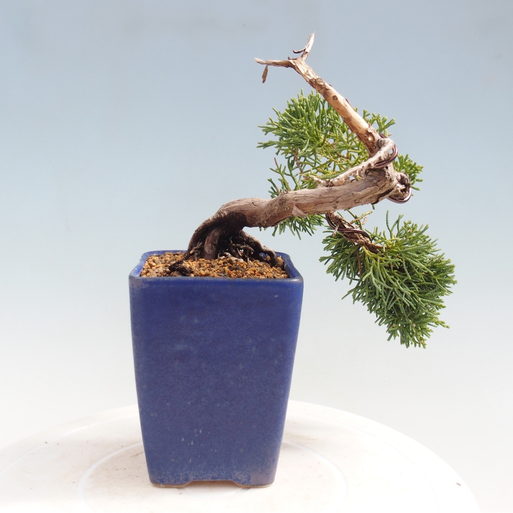 Bonsaï d'extérieur - Juniperus chinensis Kishu