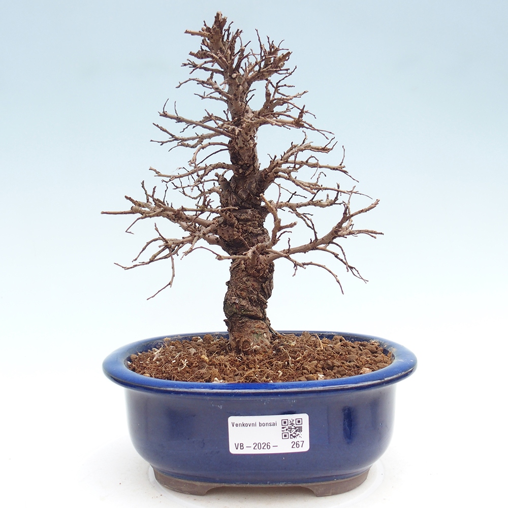 Bonsaï d'extérieur - Zelkova - Zelkova NIRE
