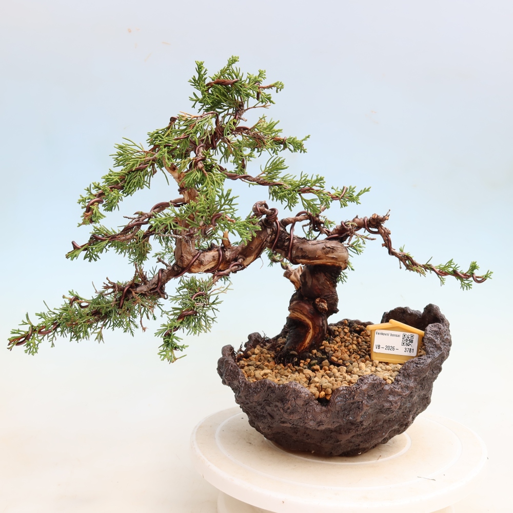 Bonsaï d'extérieur - Juniperus chinensis Itoigawa-Juniperus chinensis