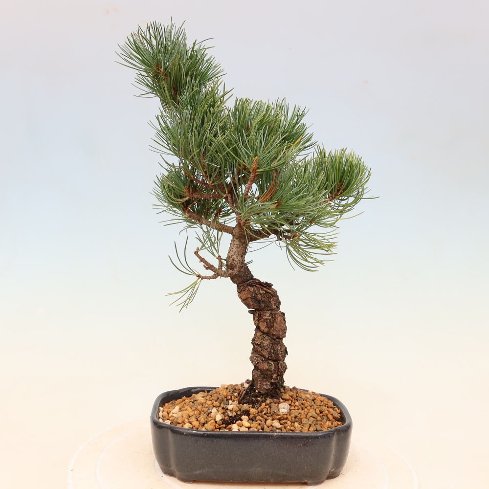Bonsaï d'extérieur - Pinus parviflora - Pinus parviflora