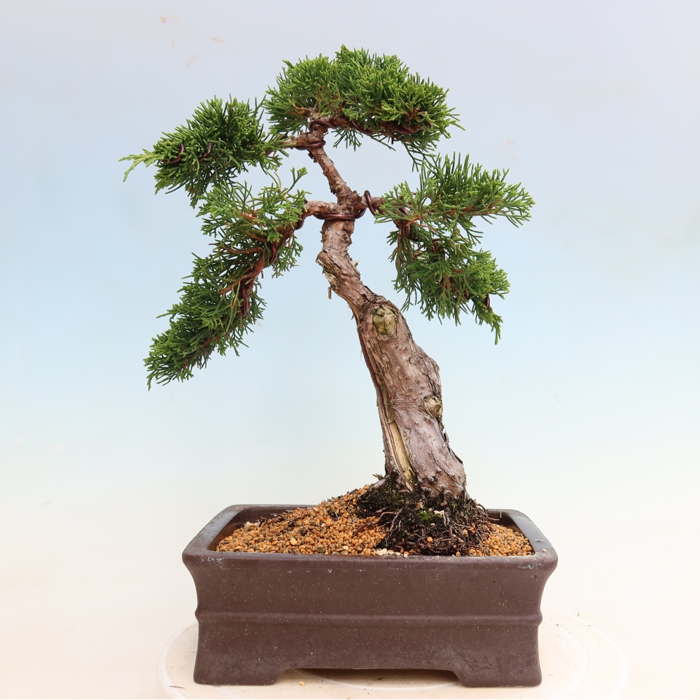 Bonsaï d'extérieur - Juniperus chinensis Itoigawa-Juniperus chinensis