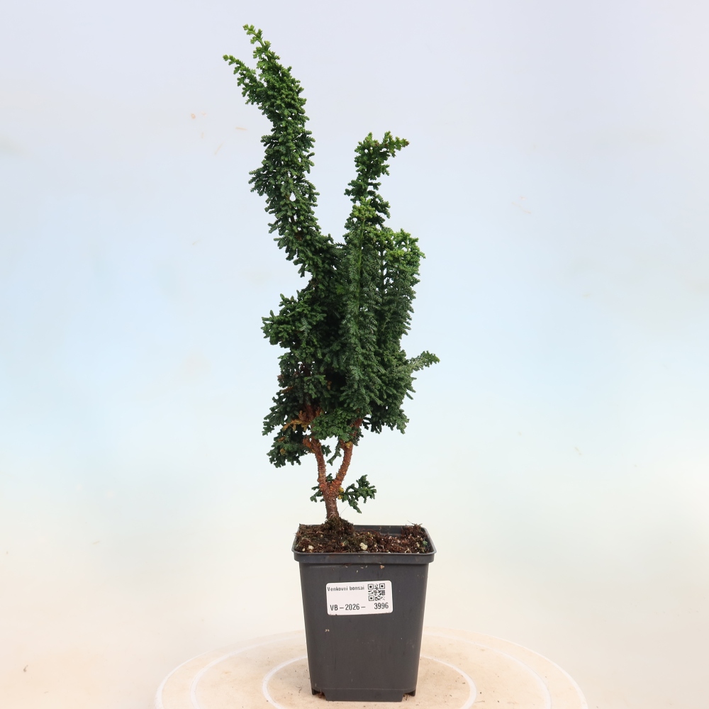 Bonsaï d'extérieur - Cham. obtusa SEKKA HINOKI - Cyprès