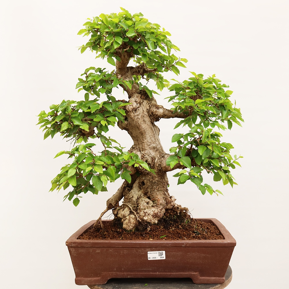 Bonsaï d'extérieur -Carpinus Coreana - Charme de Corée
