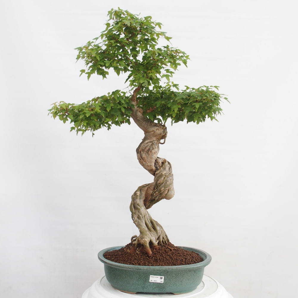 Bonsaï d'extérieur - Acer Buergerianum - Burger Maple